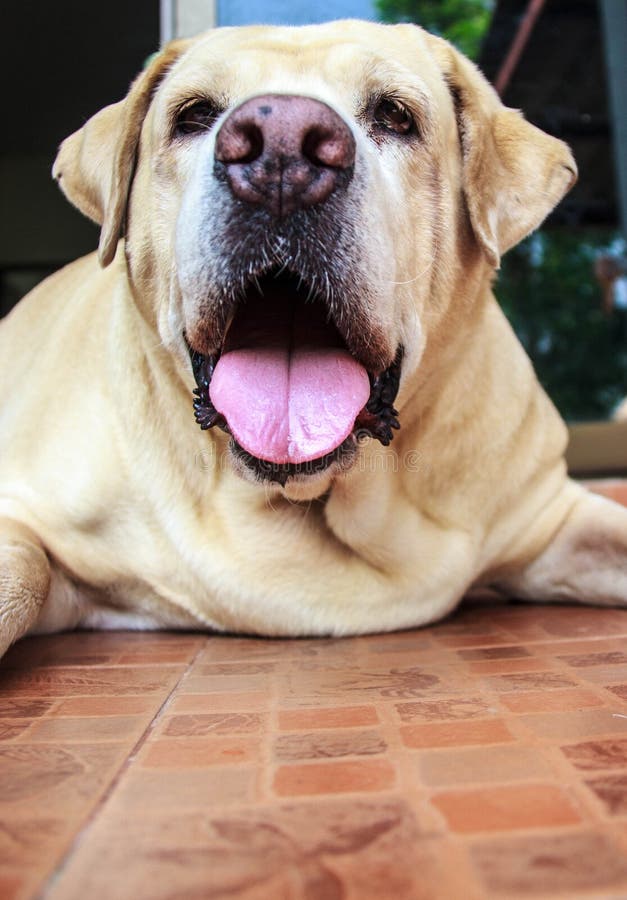 Labrador retriever grasso stanco ed affaticato fotografia stock Labrador retriever grasso stanco ed affaticato fotografia stock