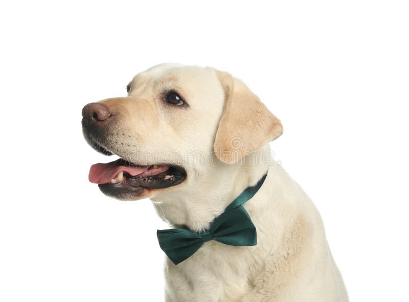 labrador bow tie