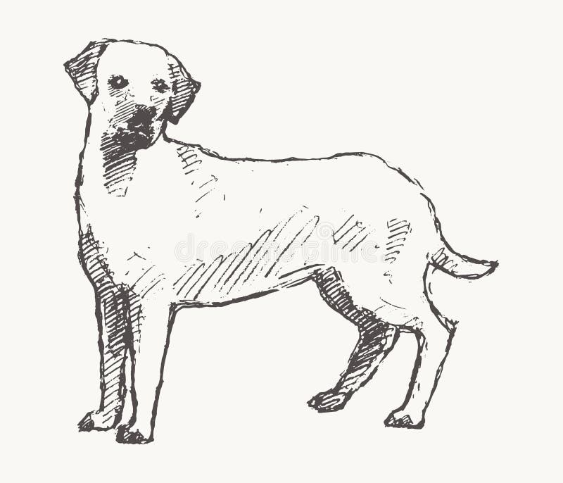 Labrador Retriever Hand Drawn Vector Dog Sketch Stock Vector ...