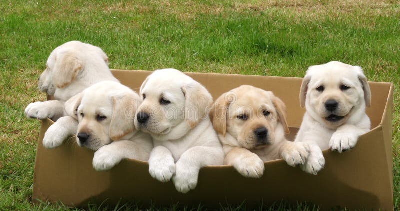 Labrador retriever jaune, chiots jouant dans une boîte en carton, Normandie en France, mouvement lent