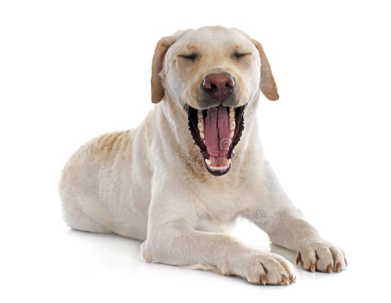Labrador retriever jaw stock image. Image of yawning 51269575