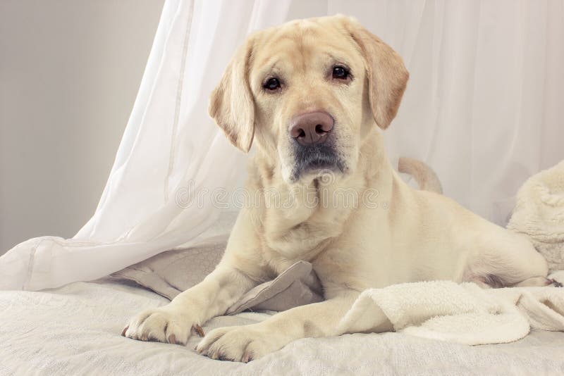 Labrador Retriever Lying on the Bed Stock Image Image of pillow