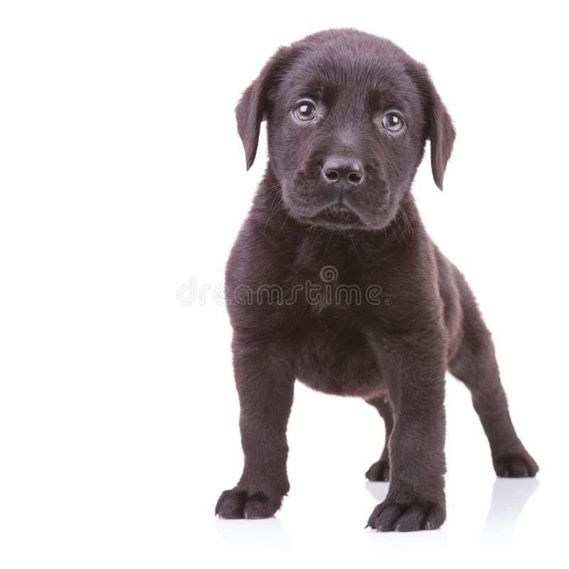Position noire vigilante de labrador retriever image stock Position noire vigilante de labrador retriever image stock