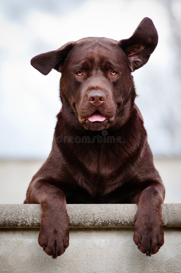 Labrador retriever pies z ucho w powietrzu obraz royalty free Labrador retriever pies z ucho w powietrzu obraz royalty free