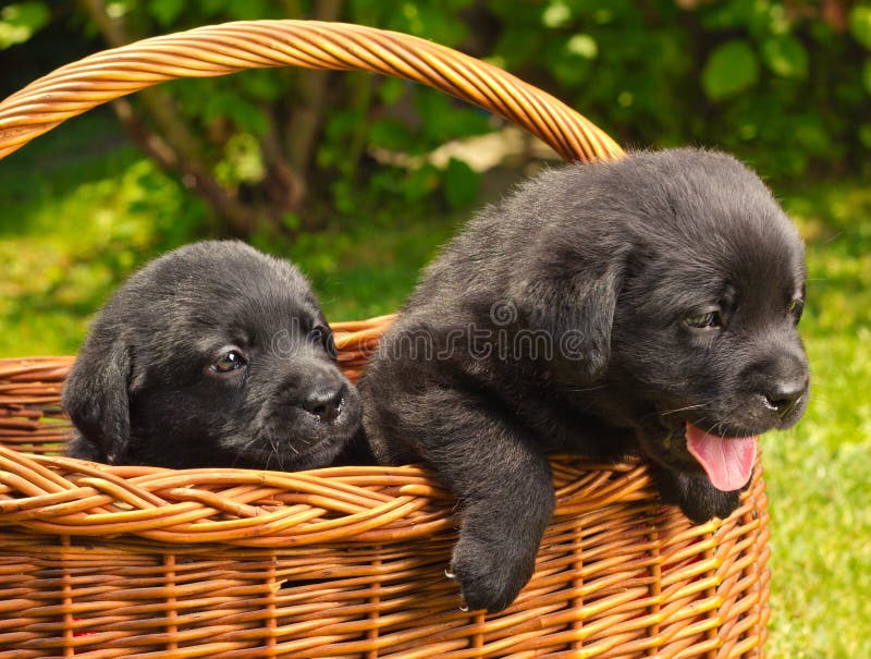 Labrador retriever puppies in a basket royalty free stock image Labrador retriever puppies in a basket royalty free stock image