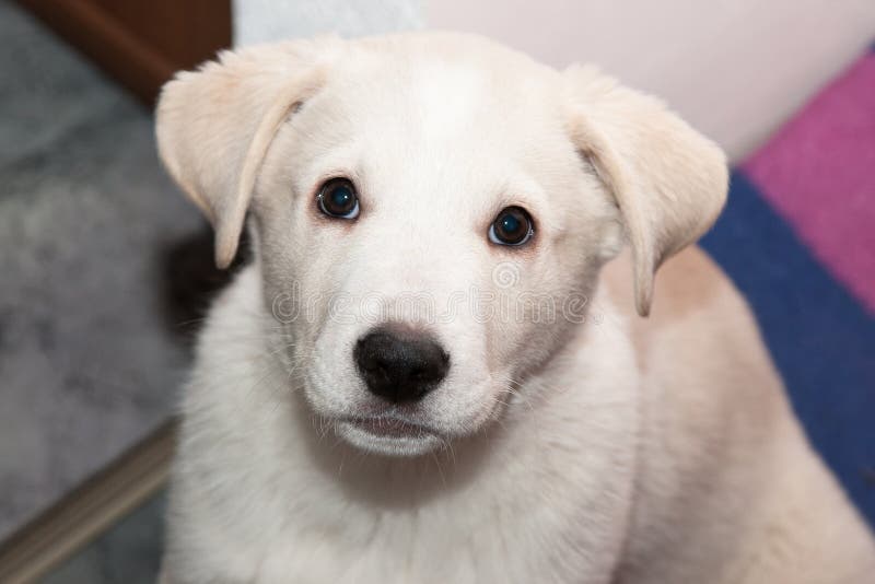 Labrador retriever Puppy