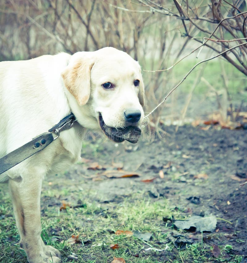 Labrador retriever puppy holding a stone in the mouth. A labrador retriever puppy holding a stone in the mouth royalty free stock photos Labrador retriever puppy holding a stone in the mouth. A labrador retriever puppy holding a stone in the mouth royalty free stock photos