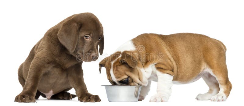 Labrador retriever puppy looking at an English Bulldog eating stock photo Labrador retriever puppy looking at an English Bulldog eating stock photo