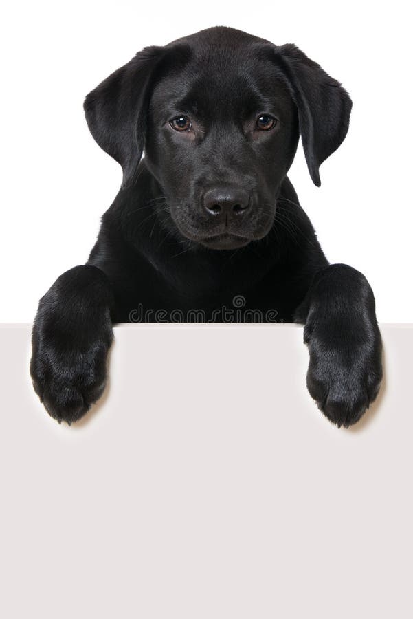 Labrador Retriever Puppy Looking Over a Wall Stock Image Image of