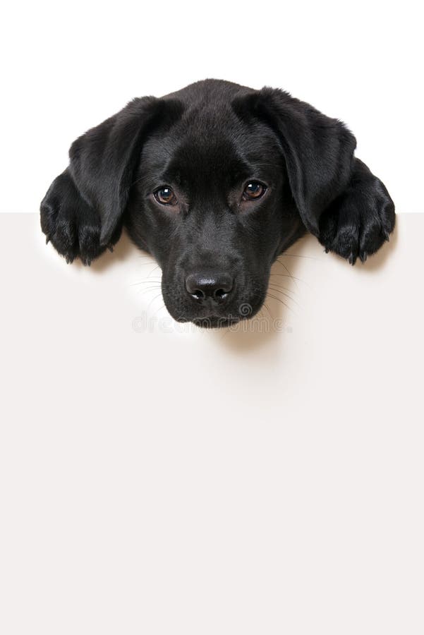 Labrador Retriever Puppy Looking Over a Wall Stock Image Image of