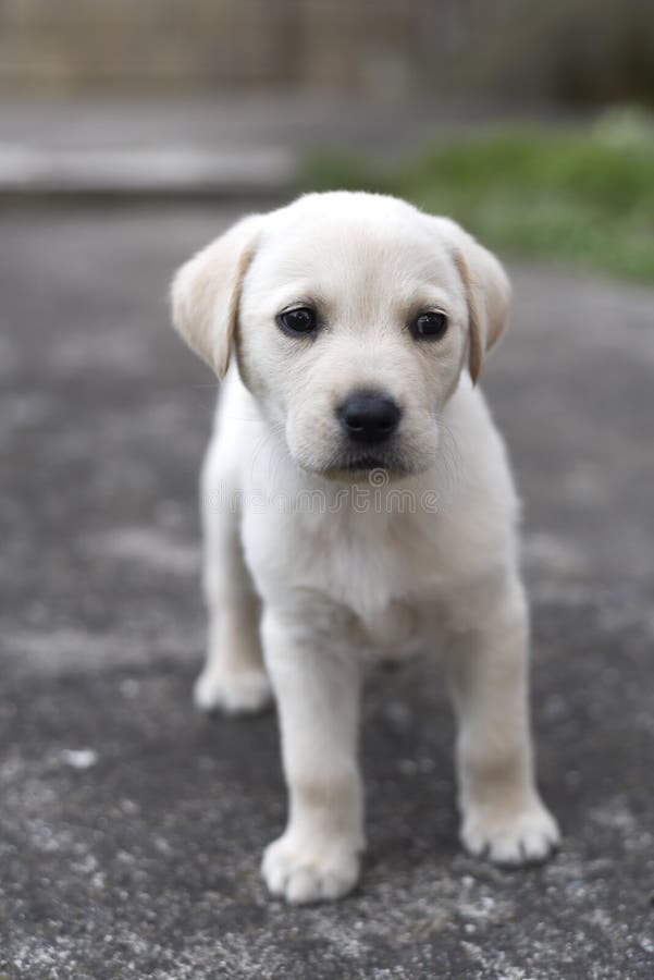 Labrador retriever puppy in the yard royalty free stock photos Labrador retriever puppy in the yard royalty free stock photos