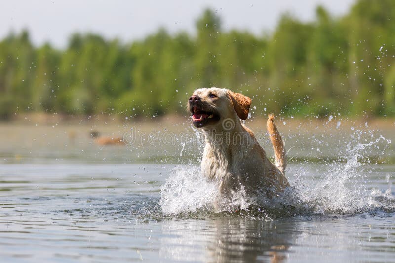 Labrador retriever runs through a lake