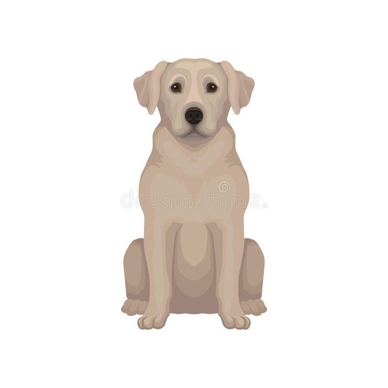 Labrador Retriever Se Reposant Chien Avec Les Cheveux Beiges