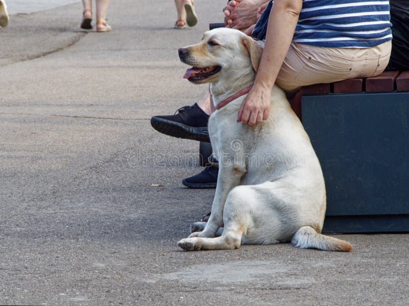 Labrador Retriever Shorthair. Rest for a Walk Next To the Master Stock Image - Image of bench, rest: 183307625 Labrador Retriever Shorthair. Rest for a Walk Next To the Master Stock Image - Image of bench, rest: 183307625