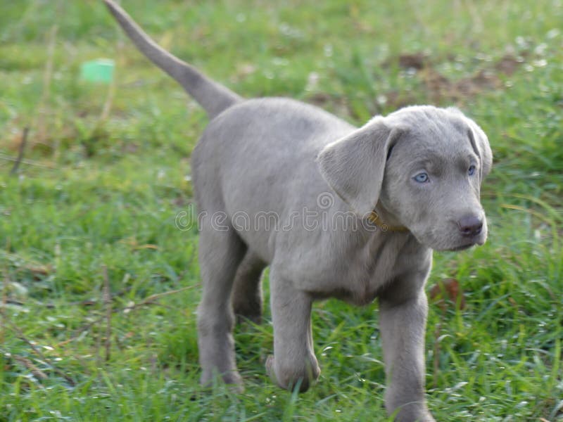 425 Silver Labrador Photos Free Royalty Free Stock Photos From Dreamstime