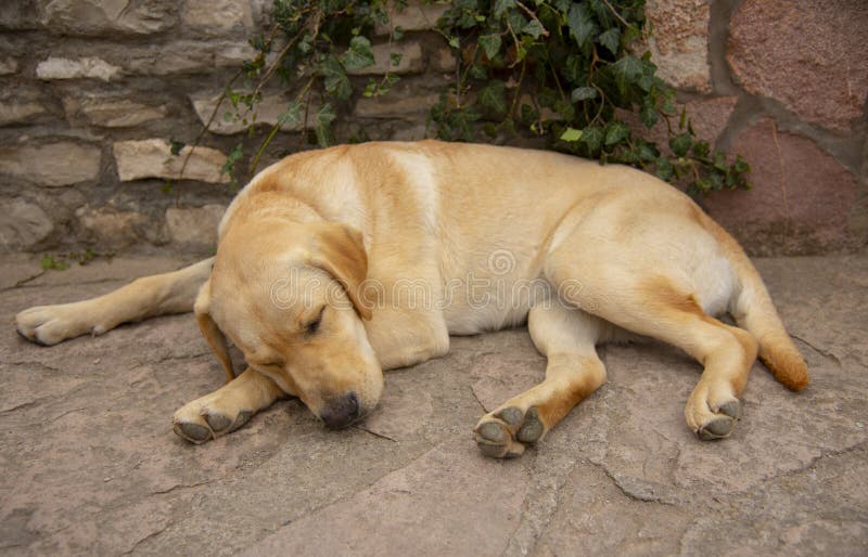 Labrador Retriever sleeps by a stone wall under ivy. Fawn Labrador Retriever sleeps at the stone wall under the ivy with his muzzle on his paws stock photos Labrador Retriever sleeps by a stone wall under ivy. Fawn Labrador Retriever sleeps at the stone wall under the ivy with his muzzle on his paws stock photos