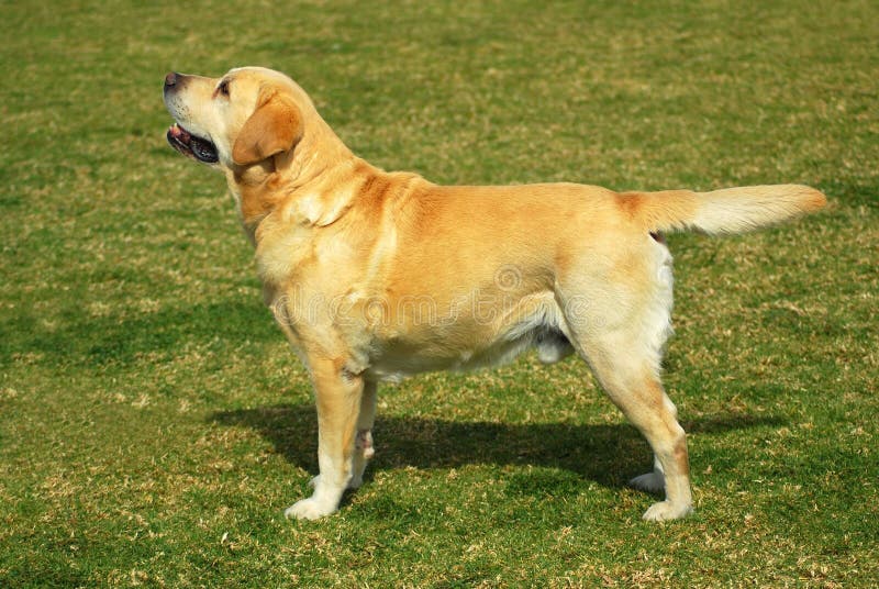Labrador Retriever Standing Stock Photo Image of stands, canines 6311130