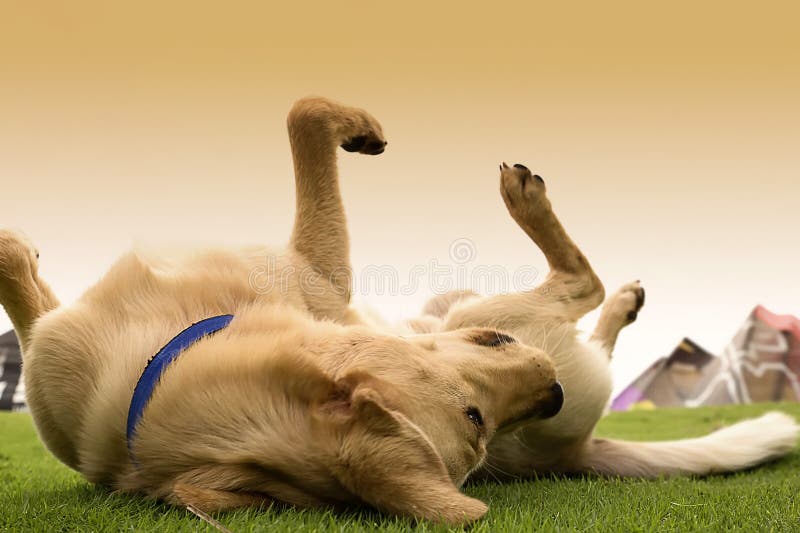 Labrador Retriever stock images Labrador Retriever stock images