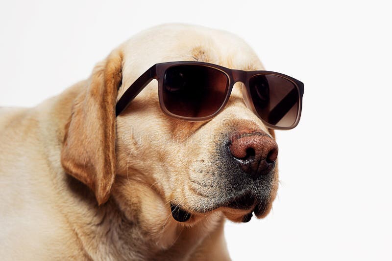 Labrador Retriever Wearing Sunglasses Stock Photo - Image of furry ...