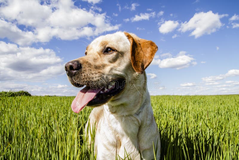 Labrador retriever in wheat field