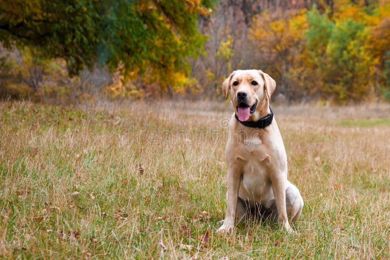 Labrador Retriever Yellow Dog in Autumn Forest. Walk Dog Concept Stock ...