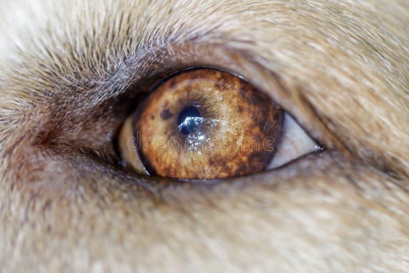 Labrador Retriever Young Male Eye Closeup Stock Photo Image of light, breed 174389760