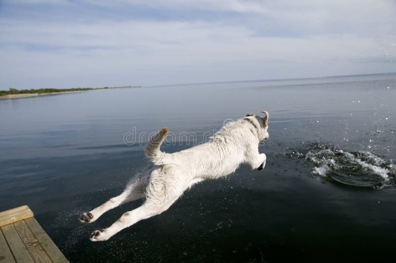 Labrador Retrievera skakać zdjęcia stock Labrador Retrievera skakać zdjęcia stock
