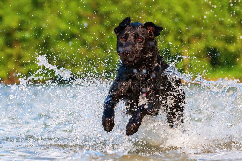 Labrador runs through the water