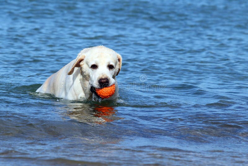 LabradorsSchwimmen Im Meer Stockbild Bild von sonne, freund 56986041