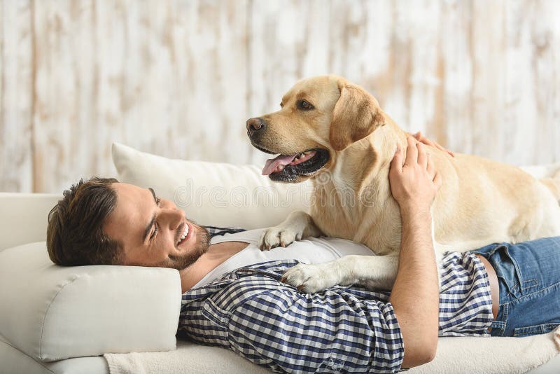 Labrador Se Trouvant Avec Son Humain Photo stock Image du lifestyle