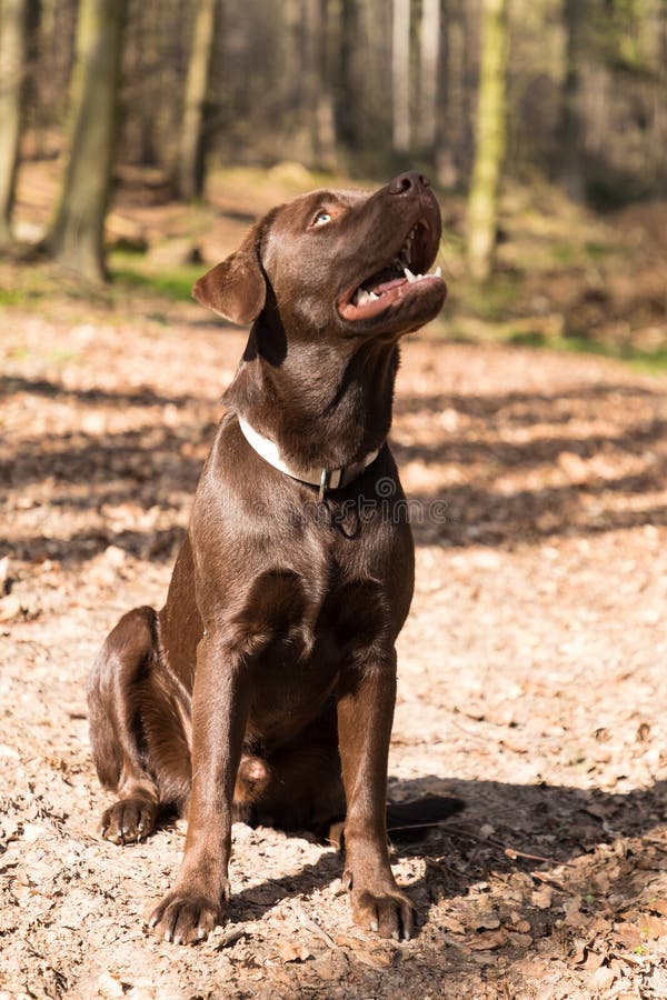 Labrador Sitting in the Sun in a Forest Stock Image Image of outside