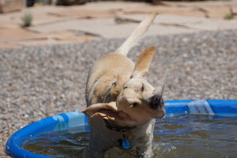 A Labrador Slow Motion Picture of Her Shaking Her Wet Head. Stock Image Image of backgrounds