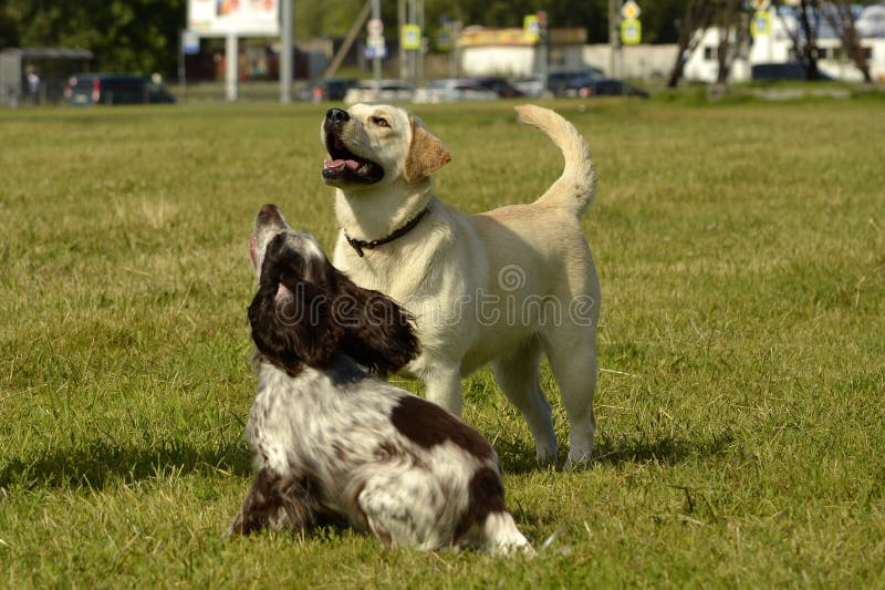 Labrador and Spaniel. Dogs play with each other. Merry fuss puppies. Young dog education, cynology, intensive training of dogs.