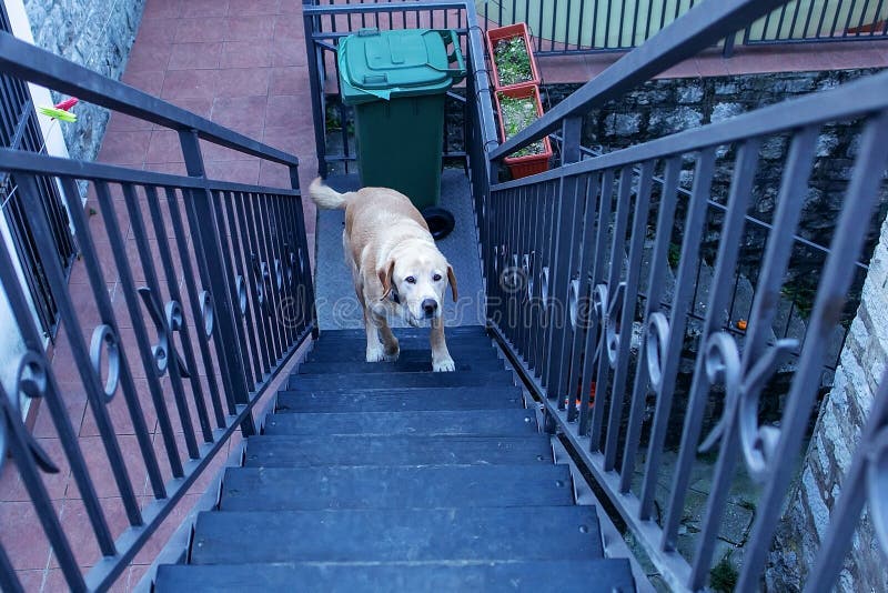 El Labrador sube las escaleras fotografía de archivo