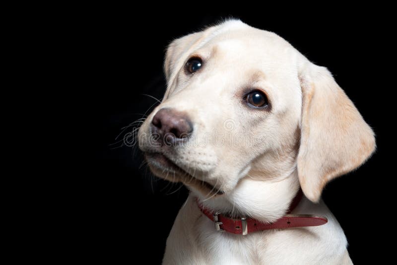 labrador valpretriever fotografering för bildbyråer labrador valpretriever fotografering för bildbyråer