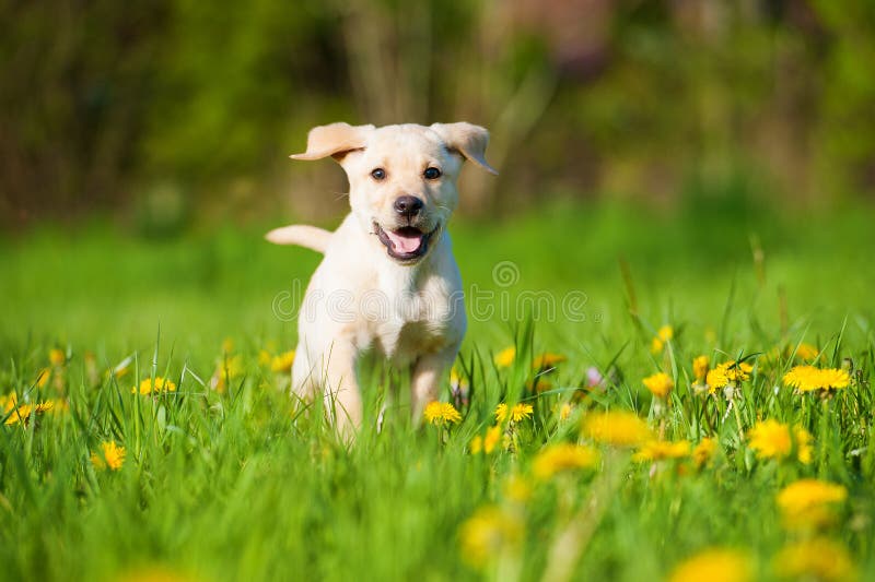 Running labrador puppy in a spring meadow stock photos