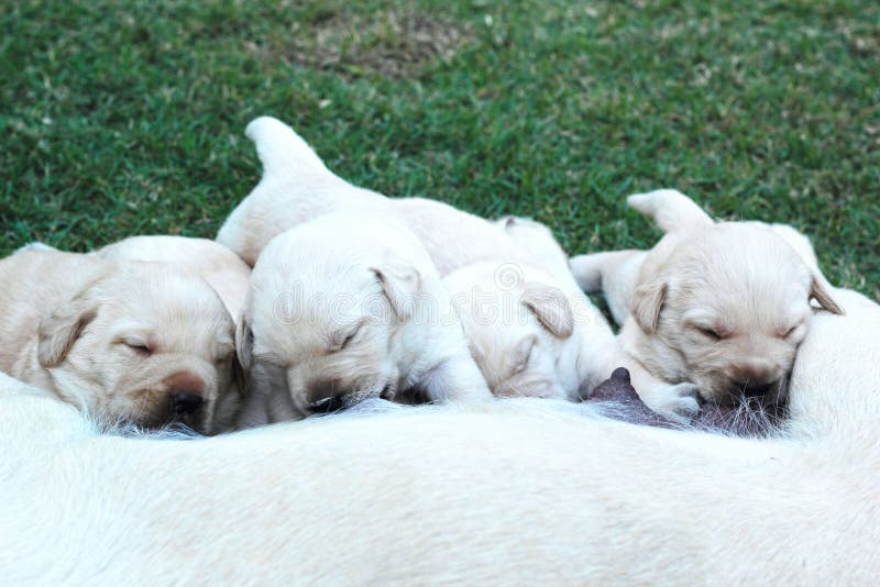 LabradorWelpen, Die Milch Von Der Mutterhundebrust Saugen. Stockfoto