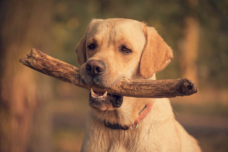 Labradorhond die een stok in opleiding houden royalty-vrije stock afbeeldingen Labradorhond die een stok in opleiding houden royalty-vrije stock afbeeldingen