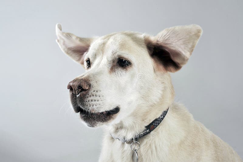 Labradorportret met vliegende oren in witte studio royalty-vrije stock foto Labradorportret met vliegende oren in witte studio royalty-vrije stock foto