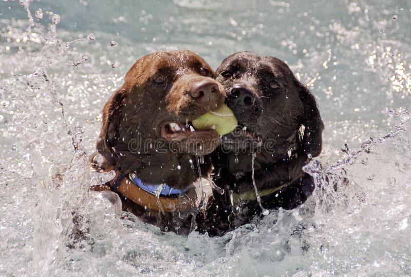 Labradors Fetching Ball