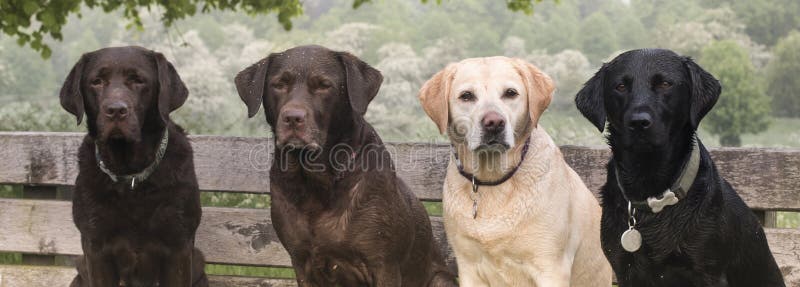 4 labradors