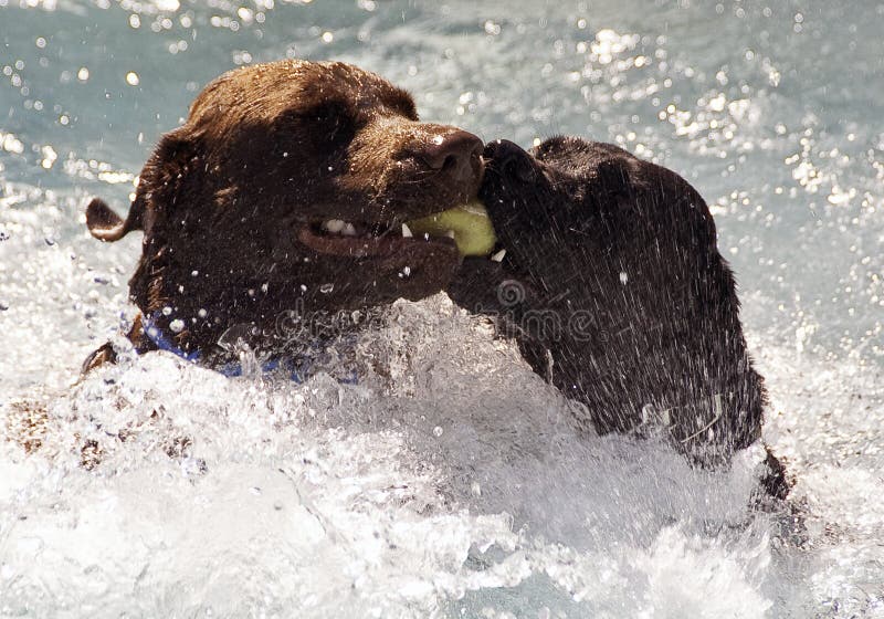 Labradors Swimming With Ball