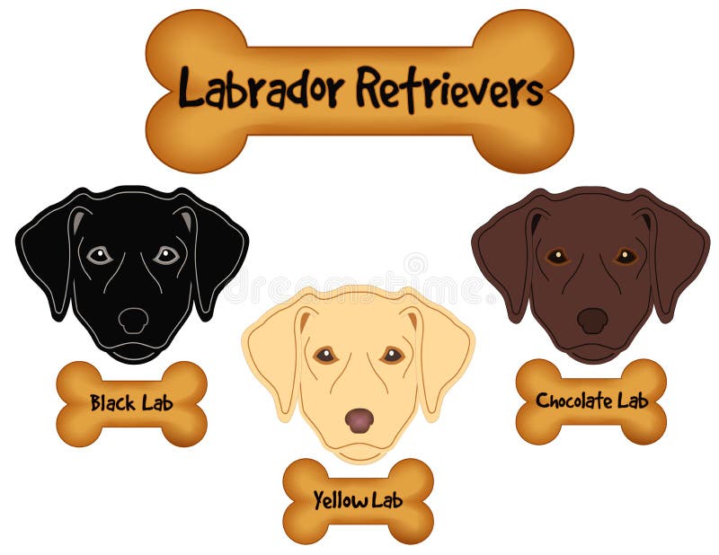 Labradorów aportery, czerń, czekolada, Żółci Labs, Psiej kości fundy ilustracji Labradorów aportery, czerń, czekolada, Żółci Labs, Psiej kości fundy ilustracji