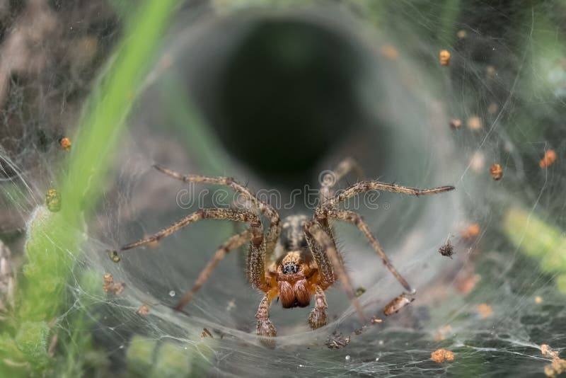 39 Lace Web Spider Stock Photos, High-Res Pictures, and Images