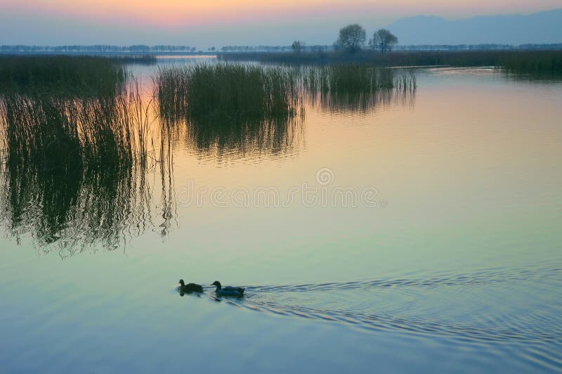Lac de canard sauvage image libre de droits Lac de canard sauvage image libre de droits