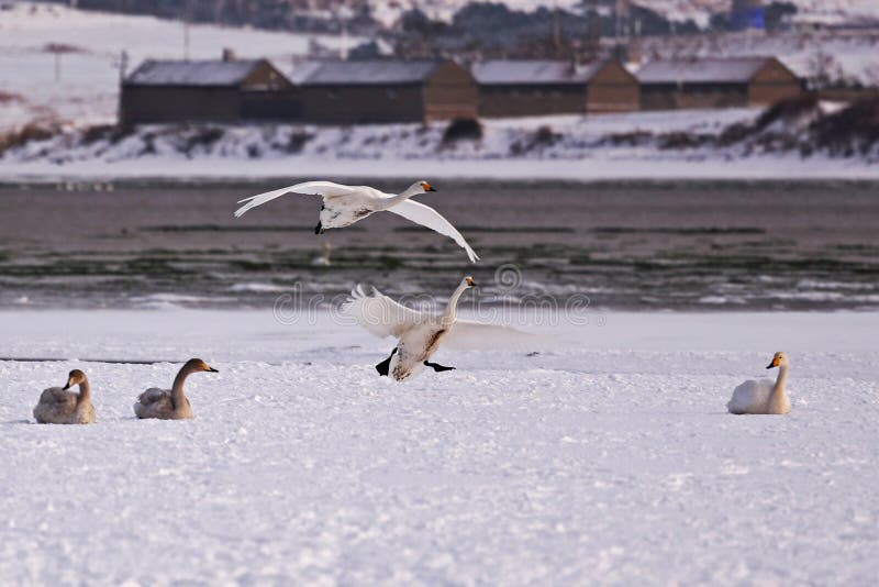 Rongcheng swan lake is located in the eastern shandong peninsula, is located in north latitude 36 ° 43 'to 37 ° 27', longitude 122 ° 09 '- 122 ° 42', here beautiful scenery, no cold winter, summer without heat, the annual average temperature 12 ℃, an average annual rainfall of about 800 mm, annual average sunshine 2600 hours, belongs to warm temperate monsoon humid climate zone, air quality days 100% (the optimal the number of days over 300 days), offshore water quality meet the national standards for more than 2 class, is one of the best areas in China's air quality and water quality. Unique coastal landforms and natural environment, here are the basic conditions of the whooper swans life necessary: suitable climate, plenty of food, clean water and beautiful environment. So is the world famous swans wintering habitat, is Asia's largest swan winter habitat [1]. Here is a natural lagoon, average water depth is 2 meters, but most 3 meters, the average temperature is 0.9 ℃ in January, rarely frozen lake, the lake home to a lot of fish, shrimp and reproduction of plankton, is an ideal living place whooper swans in winter. Since November each year, the north of the swans, geese and ducks flying here after winter, most time is in January next year, as many as tens of thousands, flocking, white across the lake. White swan and spotless, holy, or down or stand, or swim or walk, or flying or running, more good play, play combat, and try to overtake each other in each other's beak pecking, JiaoGeng moussa, flutter song, spectacular. Coming in second, swan began to spread in March, 332 in a small group of activities. If the ice on the lake, the sky fly snow dances, information network of the swan and the vast snow will form a romantic picture scroll, is invigorating, feast for the eyes. Rongcheng swan lake is located in the eastern shandong peninsula, is located in north latitude 36 ° 43 'to 37 ° 27', longitude 122 ° 09 '- 122 ° 42', here beautiful scenery, no cold winter, summer without heat, the annual average temperature 12 ℃, an average annual rainfall of about 800 mm, annual average sunshine 2600 hours, belongs to warm temperate monsoon humid climate zone, air quality days 100% (the optimal the number of days over 300 days), offshore water quality meet the national standards for more than 2 class, is one of the best areas in China's air quality and water quality. Unique coastal landforms and natural environment, here are the basic conditions of the whooper swans life necessary: suitable climate, plenty of food, clean water and beautiful environment. So is the world famous swans wintering habitat, is Asia's largest swan winter habitat [1]. Here is a natural lagoon, average water depth is 2 meters, but most 3 meters, the average temperature is 0.9 ℃ in January, rarely frozen lake, the lake home to a lot of fish, shrimp and reproduction of plankton, is an ideal living place whooper swans in winter. Since November each year, the north of the swans, geese and ducks flying here after winter, most time is in January next year, as many as tens of thousands, flocking, white across the lake. White swan and spotless, holy, or down or stand, or swim or walk, or flying or running, more good play, play combat, and try to overtake each other in each other's beak pecking, JiaoGeng moussa, flutter song, spectacular. Coming in second, swan began to spread in March, 332 in a small group of activities. If the ice on the lake, the sky fly snow dances, information network of the swan and the vast snow will form a romantic picture scroll, is invigorating, feast for the eyes.