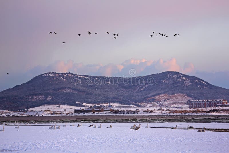 Rongcheng swan lake is located in the eastern shandong peninsula, is located in north latitude 36 ° 43 'to 37 ° 27', longitude 122 ° 09 '- 122 ° 42', here beautiful scenery, no cold winter, summer without heat, the annual average temperature 12 ℃, an average annual rainfall of about 800 mm, annual average sunshine 2600 hours, belongs to warm temperate monsoon humid climate zone, air quality days 100% (the optimal the number of days over 300 days), offshore water quality meet the national standards for more than 2 class, is one of the best areas in China's air quality and water quality. Unique coastal landforms and natural environment, here are the basic conditions of the whooper swans life necessary: suitable climate, plenty of food, clean water and beautiful environment. So is the world famous swans wintering habitat, is Asia's largest swan winter habitat [1]. Here is a natural lagoon, average water depth is 2 meters, but most 3 meters, the average temperature is 0.9 ℃ in January, rarely frozen lake, the lake home to a lot of fish, shrimp and reproduction of plankton, is an ideal living place whooper swans in winter. Since November each year, the north of the swans, geese and ducks flying here after winter, most time is in January next year, as many as tens of thousands, flocking, white across the lake. White swan and spotless, holy, or down or stand, or swim or walk, or flying or running, more good play, play combat, and try to overtake each other in each other's beak pecking, JiaoGeng moussa, flutter song, spectacular. Coming in second, swan began to spread in March, 332 in a small group of activities. If the ice on the lake, the sky fly snow dances, information network of the swan and the vast snow will form a romantic picture scroll, is invigorating, feast for the eyes. Rongcheng swan lake is located in the eastern shandong peninsula, is located in north latitude 36 ° 43 'to 37 ° 27', longitude 122 ° 09 '- 122 ° 42', here beautiful scenery, no cold winter, summer without heat, the annual average temperature 12 ℃, an average annual rainfall of about 800 mm, annual average sunshine 2600 hours, belongs to warm temperate monsoon humid climate zone, air quality days 100% (the optimal the number of days over 300 days), offshore water quality meet the national standards for more than 2 class, is one of the best areas in China's air quality and water quality. Unique coastal landforms and natural environment, here are the basic conditions of the whooper swans life necessary: suitable climate, plenty of food, clean water and beautiful environment. So is the world famous swans wintering habitat, is Asia's largest swan winter habitat [1]. Here is a natural lagoon, average water depth is 2 meters, but most 3 meters, the average temperature is 0.9 ℃ in January, rarely frozen lake, the lake home to a lot of fish, shrimp and reproduction of plankton, is an ideal living place whooper swans in winter. Since November each year, the north of the swans, geese and ducks flying here after winter, most time is in January next year, as many as tens of thousands, flocking, white across the lake. White swan and spotless, holy, or down or stand, or swim or walk, or flying or running, more good play, play combat, and try to overtake each other in each other's beak pecking, JiaoGeng moussa, flutter song, spectacular. Coming in second, swan began to spread in March, 332 in a small group of activities. If the ice on the lake, the sky fly snow dances, information network of the swan and the vast snow will form a romantic picture scroll, is invigorating, feast for the eyes.