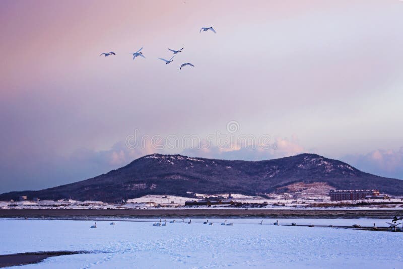 Rongcheng swan lake is located in the eastern shandong peninsula, is located in north latitude 36 ° 43 'to 37 ° 27', longitude 122 ° 09 '- 122 ° 42', here beautiful scenery, no cold winter, summer without heat, the annual average temperature 12 ℃, an average annual rainfall of about 800 mm, annual average sunshine 2600 hours, belongs to warm temperate monsoon humid climate zone, air quality days 100% (the optimal the number of days over 300 days), offshore water quality meet the national standards for more than 2 class, is one of the best areas in China's air quality and water quality. Unique coastal landforms and natural environment, here are the basic conditions of the whooper swans life necessary: suitable climate, plenty of food, clean water and beautiful environment. So is the world famous swans wintering habitat, is Asia's largest swan winter habitat [1]. Here is a natural lagoon, average water depth is 2 meters, but most 3 meters, the average temperature is 0.9 ℃ in January, rarely frozen lake, the lake home to a lot of fish, shrimp and reproduction of plankton, is an ideal living place whooper swans in winter. Since November each year, the north of the swans, geese and ducks flying here after winter, most time is in January next year, as many as tens of thousands, flocking, white across the lake. White swan and spotless, holy, or down or stand, or swim or walk, or flying or running, more good play, play combat, and try to overtake each other in each other's beak pecking, JiaoGeng moussa, flutter song, spectacular. Coming in second, swan began to spread in March, 332 in a small group of activities. If the ice on the lake, the sky fly snow dances, information network of the swan and the vast snow will form a romantic picture scroll, is invigorating, feast for the eyes. Rongcheng swan lake is located in the eastern shandong peninsula, is located in north latitude 36 ° 43 'to 37 ° 27', longitude 122 ° 09 '- 122 ° 42', here beautiful scenery, no cold winter, summer without heat, the annual average temperature 12 ℃, an average annual rainfall of about 800 mm, annual average sunshine 2600 hours, belongs to warm temperate monsoon humid climate zone, air quality days 100% (the optimal the number of days over 300 days), offshore water quality meet the national standards for more than 2 class, is one of the best areas in China's air quality and water quality. Unique coastal landforms and natural environment, here are the basic conditions of the whooper swans life necessary: suitable climate, plenty of food, clean water and beautiful environment. So is the world famous swans wintering habitat, is Asia's largest swan winter habitat [1]. Here is a natural lagoon, average water depth is 2 meters, but most 3 meters, the average temperature is 0.9 ℃ in January, rarely frozen lake, the lake home to a lot of fish, shrimp and reproduction of plankton, is an ideal living place whooper swans in winter. Since November each year, the north of the swans, geese and ducks flying here after winter, most time is in January next year, as many as tens of thousands, flocking, white across the lake. White swan and spotless, holy, or down or stand, or swim or walk, or flying or running, more good play, play combat, and try to overtake each other in each other's beak pecking, JiaoGeng moussa, flutter song, spectacular. Coming in second, swan began to spread in March, 332 in a small group of activities. If the ice on the lake, the sky fly snow dances, information network of the swan and the vast snow will form a romantic picture scroll, is invigorating, feast for the eyes.