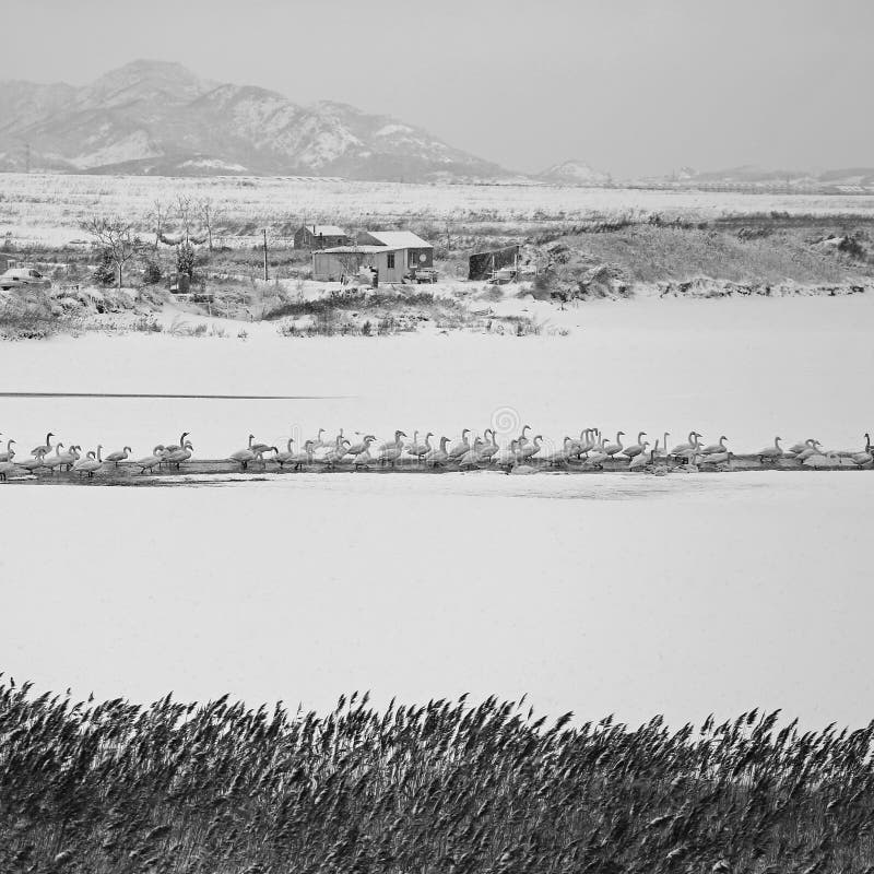 Rongcheng swan lake is located in the eastern shandong peninsula, is located in north latitude 36 ° 43 to 37 ° 27, longitude 122 ° 09 - 122 ° 42, here beautiful scenery, no cold winter, summer without heat, the annual average temperature 12 ℃, an average annual rainfall of about 800 mm, annual average sunshine 2600 hours, belongs to warm temperate monsoon humid climate zone, air quality days 100% (the optimal the number of days over 300 days), offshore water quality meet the national standards for more than 2 class, is one of the best areas in Chinas air quality and water quality. Unique coastal landforms and natural environment, here are the basic conditions of the whooper swans life necessary: suitable climate, plenty of food, clean water and beautiful environment. So is the world famous swans wintering habitat, is Asias largest swan winter habitat [1]. Here is a natural lagoon, average water depth is 2 meters, but most 3 meters, the average temperature is 0. 9 ℃ in January, rarely frozen lake, the lake home to a lot of fish, shrimp and reproduction of plankton, is an ideal living place whooper swans in winter. Since November each year, the north of the swans, geese and ducks flying here after winter, most time is in January next year, as many as tens of thousands, flocking, white across the lake. White swan and spotless, holy, or down or stand, or swim or walk, or flying or running, more good play, play combat, and try to overtake each other in each others beak peck. Rongcheng swan lake is located in the eastern shandong peninsula, is located in north latitude 36 ° 43 to 37 ° 27, longitude 122 ° 09 - 122 ° 42, here beautiful scenery, no cold winter, summer without heat, the annual average temperature 12 ℃, an average annual rainfall of about 800 mm, annual average sunshine 2600 hours, belongs to warm temperate monsoon humid climate zone, air quality days 100% (the optimal the number of days over 300 days), offshore water quality meet the national standards for more than 2 class, is one of the best areas in Chinas air quality and water quality. Unique coastal landforms and natural environment, here are the basic conditions of the whooper swans life necessary: suitable climate, plenty of food, clean water and beautiful environment. So is the world famous swans wintering habitat, is Asias largest swan winter habitat [1]. Here is a natural lagoon, average water depth is 2 meters, but most 3 meters, the average temperature is 0. 9 ℃ in January, rarely frozen lake, the lake home to a lot of fish, shrimp and reproduction of plankton, is an ideal living place whooper swans in winter. Since November each year, the north of the swans, geese and ducks flying here after winter, most time is in January next year, as many as tens of thousands, flocking, white across the lake. White swan and spotless, holy, or down or stand, or swim or walk, or flying or running, more good play, play combat, and try to overtake each other in each others beak peck