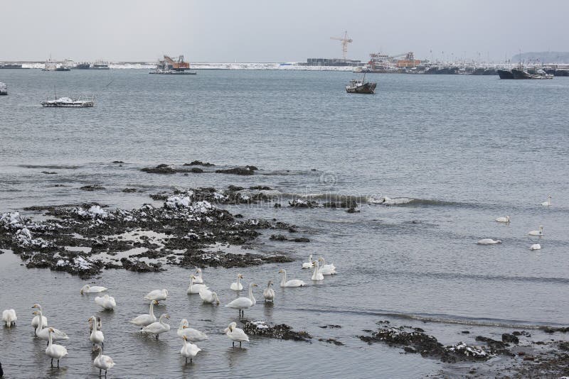 Rongcheng swan lake is located in the eastern shandong peninsula, is located in north latitude 36 ° 43 'to 37 ° 27', longitude 122 ° 09 '- 122 ° 42', here beautiful scenery, no cold winter, summer without heat, the annual average temperature 12 ℃, an average annual rainfall of about 800 mm, annual average sunshine 2600 hours, belongs to warm temperate monsoon humid climate zone, air quality days 100% (the optimal the number of days over 300 days), offshore water quality meet the national standards for more than 2 class, is one of the best areas in China's air quality and water quality. Unique coastal landforms and natural environment, here are the basic conditions of the whooper swans life necessary: suitable climate, plenty of food, clean water and beautiful environment. So is the world famous swans wintering habitat, is Asia's largest swan winter habitat [1]. Here is a natural lagoon, average water depth is 2 meters, but most 3 meters, the average temperature is 0.9 ℃ in January, rarely frozen lake, the lake home to a lot of fish, shrimp and reproduction of plankton, is an ideal living place whooper swans in winter. Since November each year, the north of the swans, geese and ducks flying here after winter, most time is in January next year, as many as tens of thousands, flocking, white across the lake. White swan and spotless, holy, or down or stand, or swim or walk, or flying or running, more good play, play combat, and try to overtake each other in each other's beak pecking, JiaoGeng moussa, flutter song, spectacular. Coming in second, swan began to spread in March, 332 in a small group of activities. If the ice on the lake, the sky fly snow dances, information network of the swan and the vast snow will form a romantic picture scroll, is invigorating, feast for the eyes. Rongcheng swan lake is located in the eastern shandong peninsula, is located in north latitude 36 ° 43 'to 37 ° 27', longitude 122 ° 09 '- 122 ° 42', here beautiful scenery, no cold winter, summer without heat, the annual average temperature 12 ℃, an average annual rainfall of about 800 mm, annual average sunshine 2600 hours, belongs to warm temperate monsoon humid climate zone, air quality days 100% (the optimal the number of days over 300 days), offshore water quality meet the national standards for more than 2 class, is one of the best areas in China's air quality and water quality. Unique coastal landforms and natural environment, here are the basic conditions of the whooper swans life necessary: suitable climate, plenty of food, clean water and beautiful environment. So is the world famous swans wintering habitat, is Asia's largest swan winter habitat [1]. Here is a natural lagoon, average water depth is 2 meters, but most 3 meters, the average temperature is 0.9 ℃ in January, rarely frozen lake, the lake home to a lot of fish, shrimp and reproduction of plankton, is an ideal living place whooper swans in winter. Since November each year, the north of the swans, geese and ducks flying here after winter, most time is in January next year, as many as tens of thousands, flocking, white across the lake. White swan and spotless, holy, or down or stand, or swim or walk, or flying or running, more good play, play combat, and try to overtake each other in each other's beak pecking, JiaoGeng moussa, flutter song, spectacular. Coming in second, swan began to spread in March, 332 in a small group of activities. If the ice on the lake, the sky fly snow dances, information network of the swan and the vast snow will form a romantic picture scroll, is invigorating, feast for the eyes.